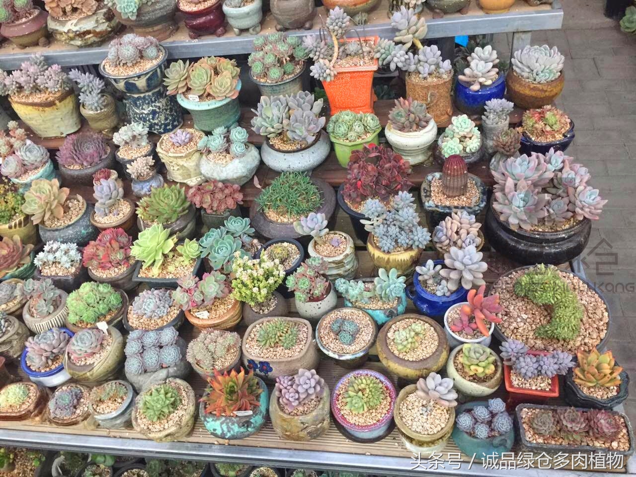 韩国正品直邮到手,韩国直邮多肉开箱