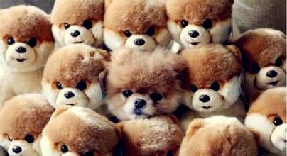 日本抖音网红狗俊介,日本网红偶像犬俊介