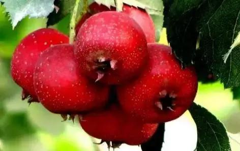 山东济南什么菜最出名,山东济南农村特色菜