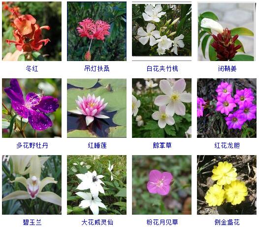 150种花卉大全,108种花卉大全