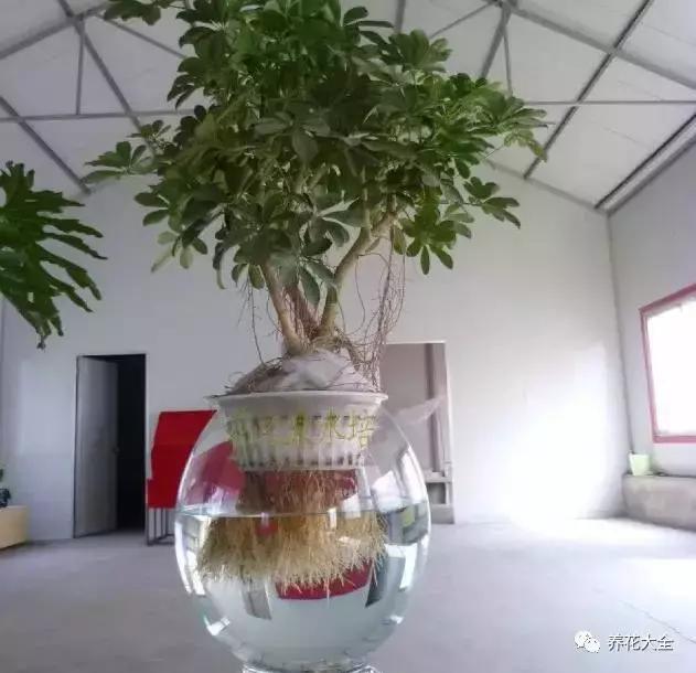 水培植物招财又旺宅,水培红薯怎样才长得旺