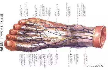 coolknotair鞋带,coolknot鞋带使用方法