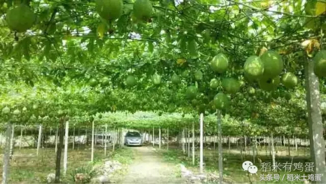 香甜可口的瓜子,年味不一样的滋味