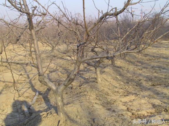 一年生小桃树修剪,桃树怎么修剪树枝