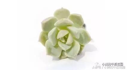 二零一六,多肉大事记