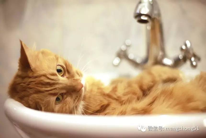 家有猫癣怎么消毒,家猫得了猫癣怎么预防传染人