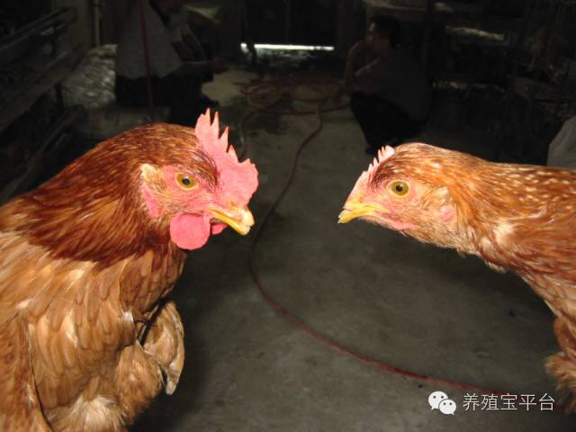 爱佳集团杨经理,杨文斌的养殖场