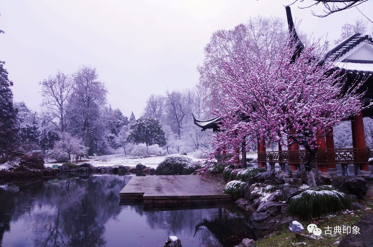 青江梅花香雪海,香雪海梅花国画