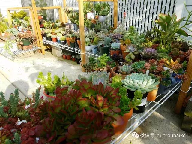 养多肉人发的朋友圈,养肉者们分享的多肉视频