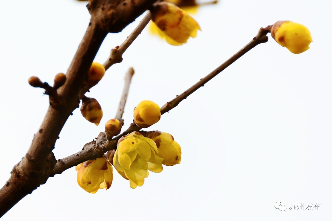 网师园里访腊梅:香密染成宫样黄……