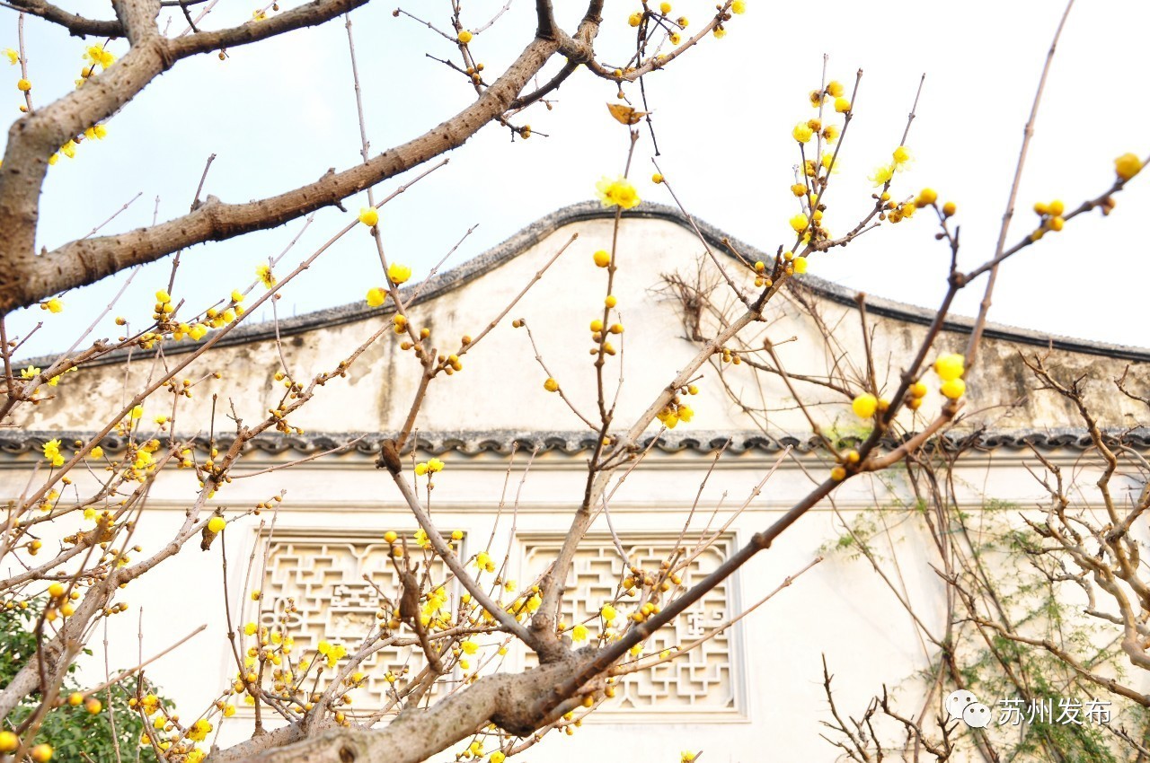 网师园里访腊梅:香密染成宫样黄……