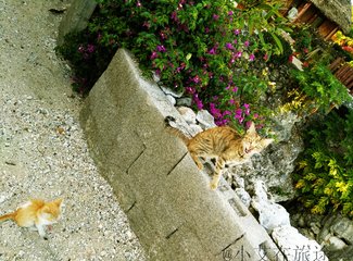 瓦努阿图用美元吗,瓦努阿图1000万是多少人民币