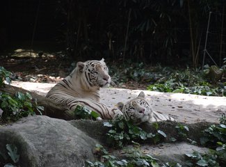 去抓住夏天的尾巴--WSM大魔王坡县纪行