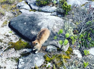 南非彩虹之旅由来,南非彩虹之旅