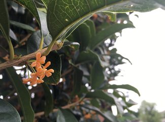 盛世公主号邮轮五日行程安排,千禧号豪华游轮图片