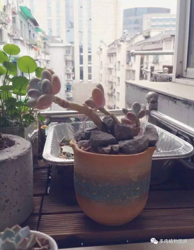 桃美人奶酪老桩多肉,桃美人可以养成绿色的吗