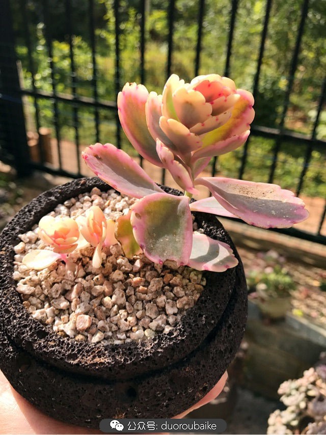 大姬星美人多肉,姬星美人怎么样爆盆