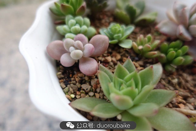 新手种植多肉植物教程,爱生活爱养花花卉绿植养护小知识