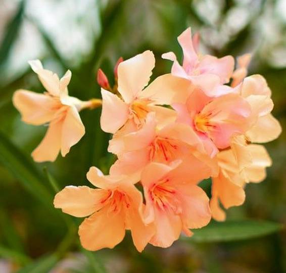 涓浗鍥借姳澶ц祻鍥剧墖,鍥借姳澶ц祻浜氭床鍥剧墖