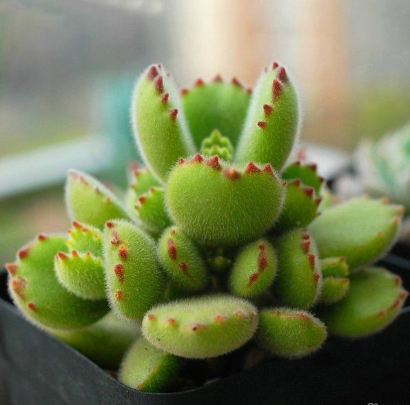 家居养花：多肉植物根系出现腐烂的原因和相应的处理技巧！