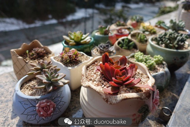 新手种植多肉植物教程,爱生活爱养花花卉绿植养护小知识