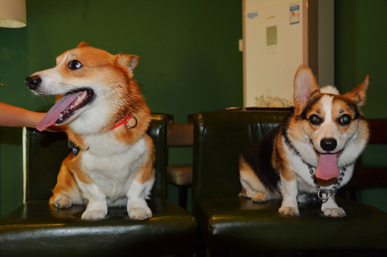 短腿男神蹭吃蹭喝欢乐多，“贱”装出席女票的生日派对