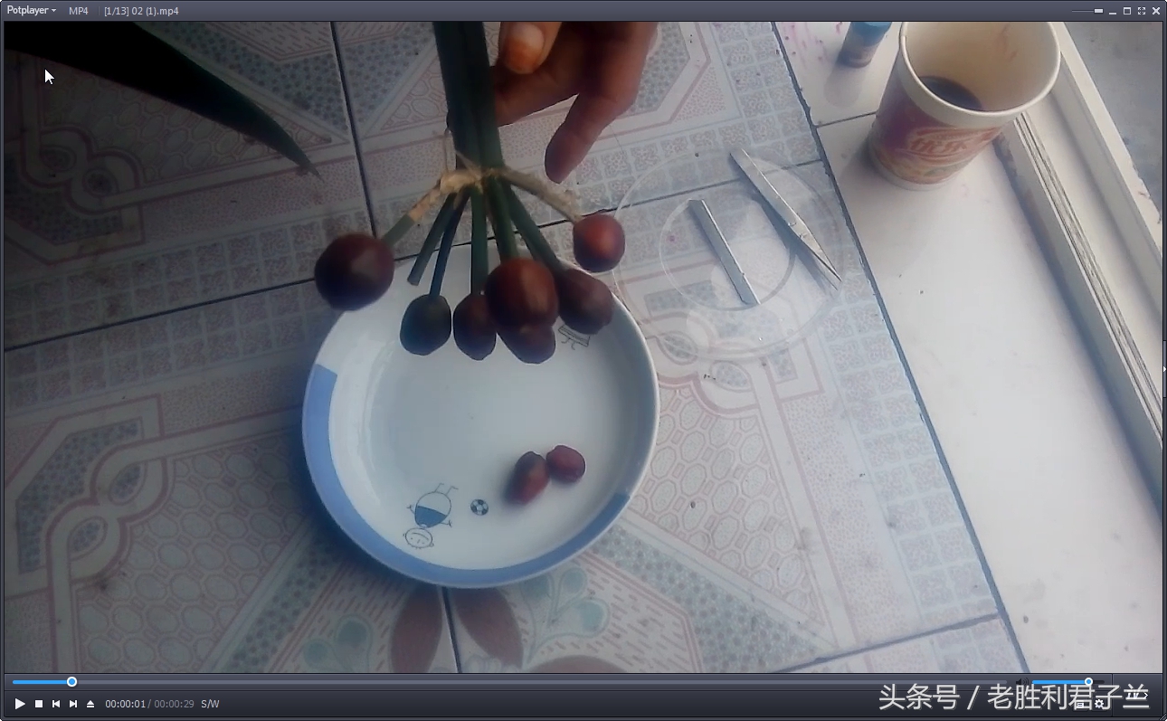 跟我学养君子兰系列短片（君子兰育种的全过程）