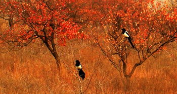 100句情感语录,500字经典情感语录