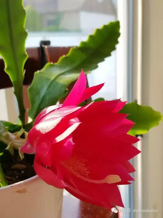 养多肉人发的朋友圈,养肉者们分享的多肉视频