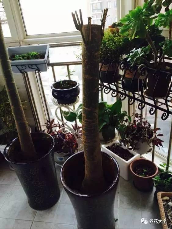 花死了花盆要不要扔,花死了要不要扔