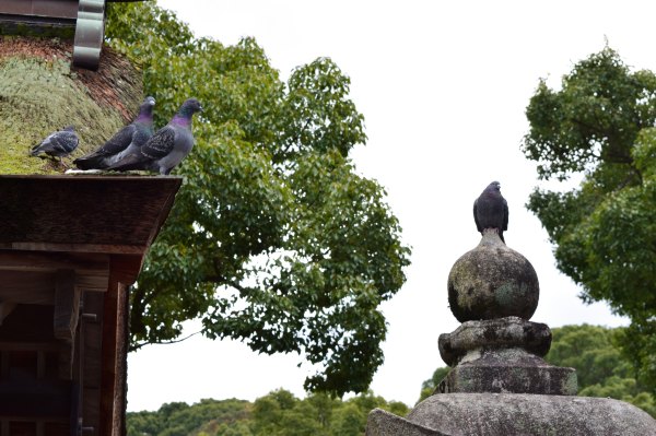 日韩邮轮游自由行,日韩航线邮轮旅游
