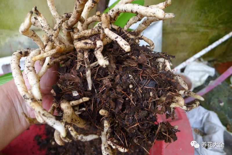 别人家的君子兰,君子兰没长出来就开花了怎么回事