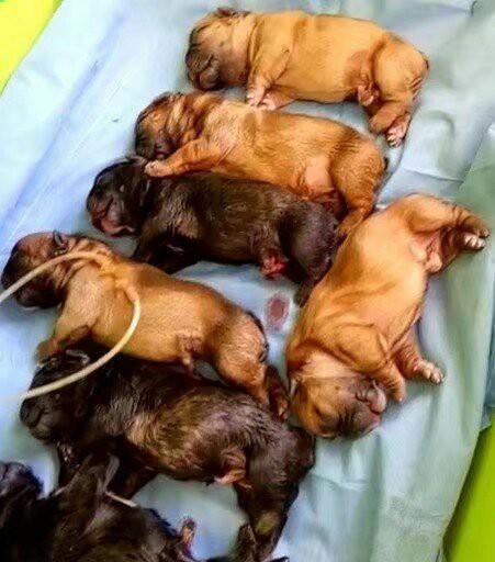 见过狗狗剖腹产吗？今天本兽医就带你来见识一下！