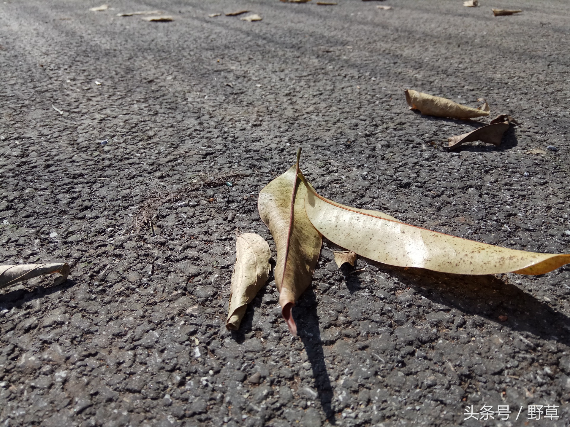 吴秀波刘诗诗刘昊然代言红米,红米广告刘诗诗吴秀波刘昊然