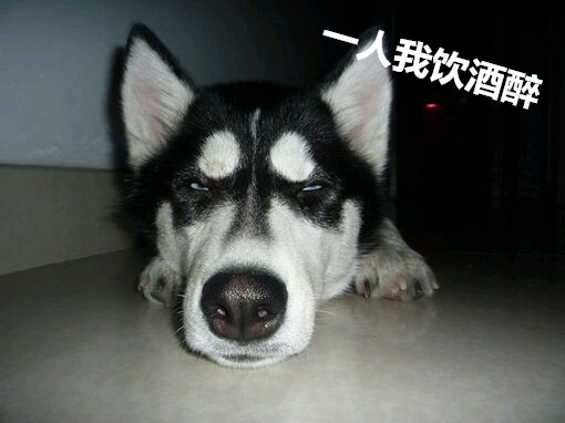 一人我饮酒醉女生唱出来的,一人我饮酒醉歌词来历详细解析