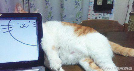 猫咪烤火把自己的毛烧着了,猫咪的胡子都烫成大波浪了