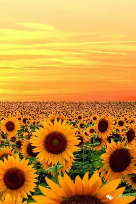 新年赏国花,世界各地最美的国花