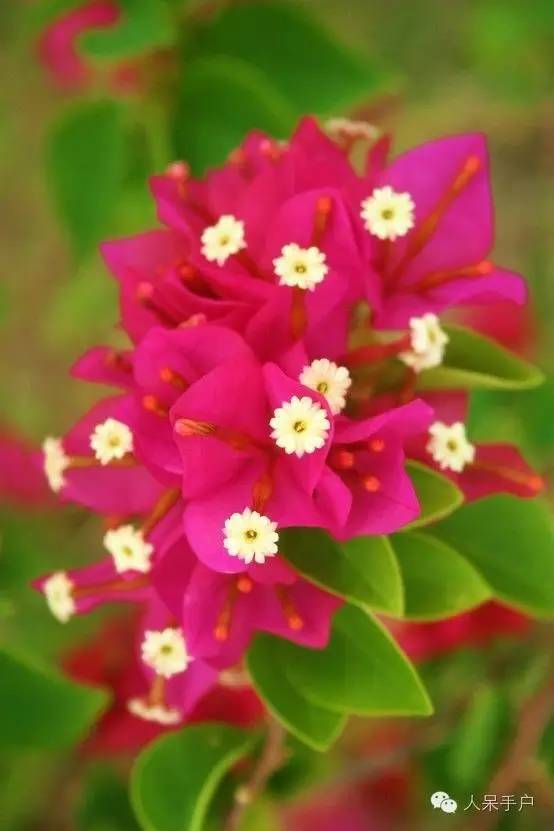 涓浗鍥借姳澶ц祻鍥剧墖,鍥借姳澶ц祻浜氭床鍥剧墖