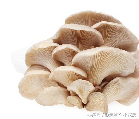 食用菌蘑菇种植技术发展史,食用菌蘑菇叫什么