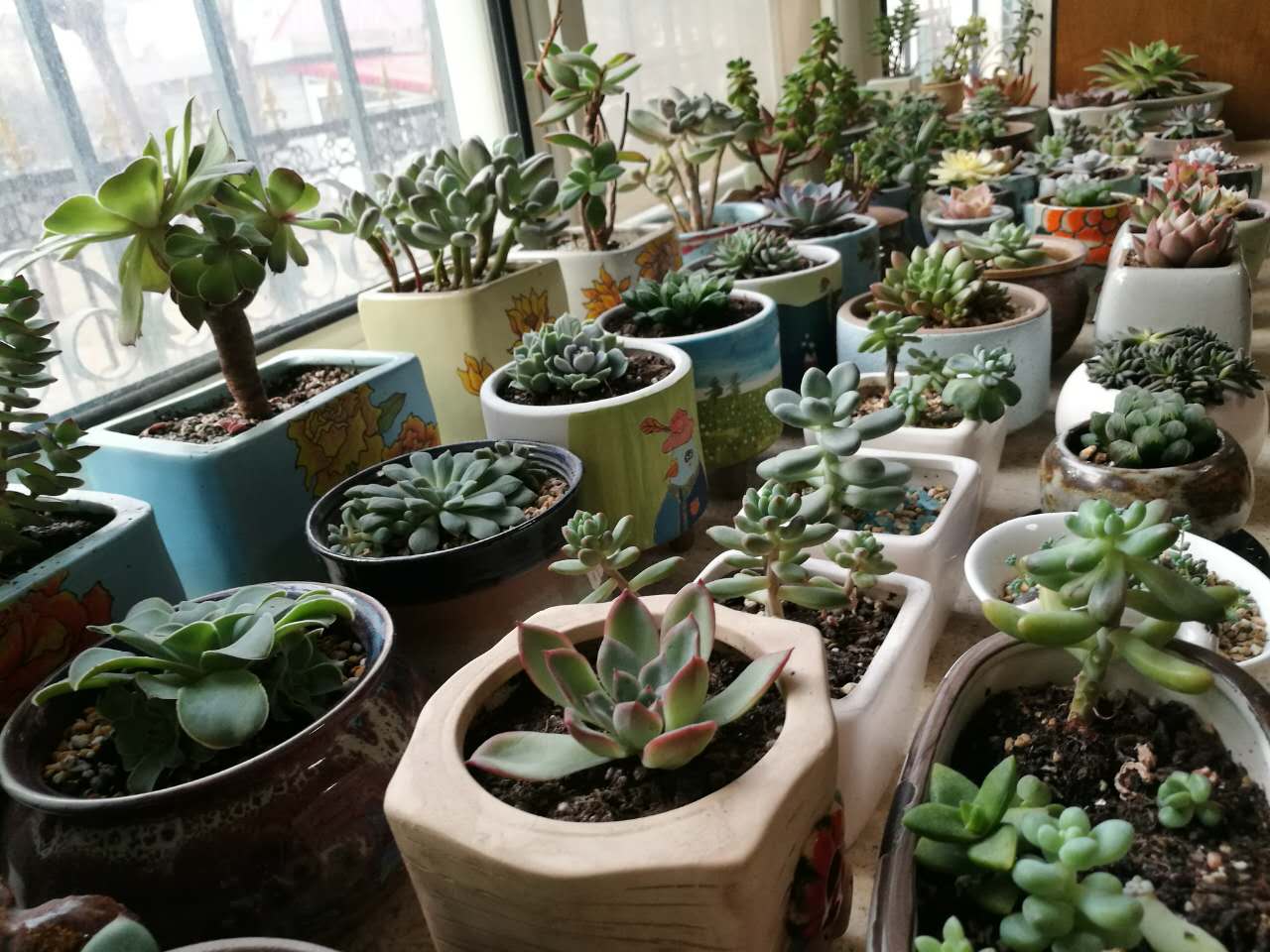 多肉暴利,多肉市场捡漏