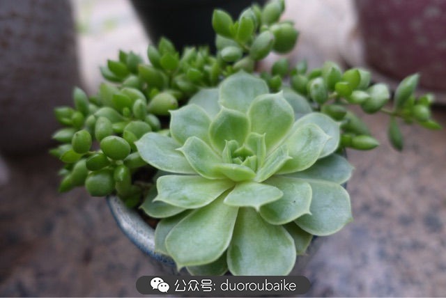 新手种植多肉植物教程,爱生活爱养花花卉绿植养护小知识