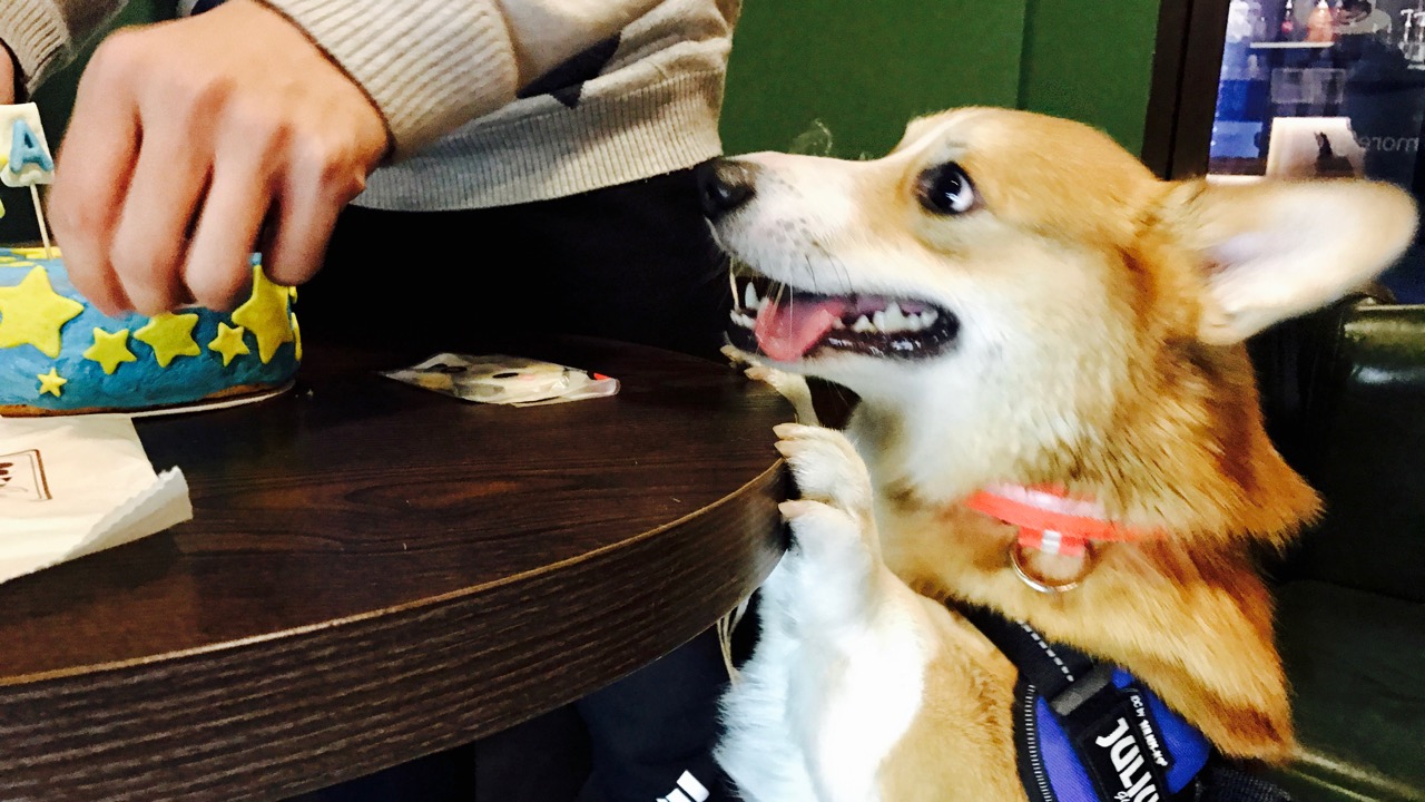 短腿男神蹭吃蹭喝欢乐多，“贱”装出席女票的生日派对