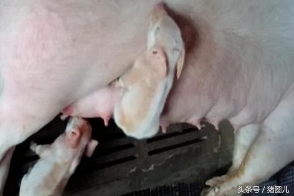 母猪肥胖,母猪重度肥胖对妊娠的危害