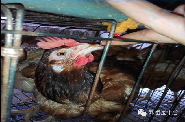 爱佳集团杨经理,杨文斌的养殖场