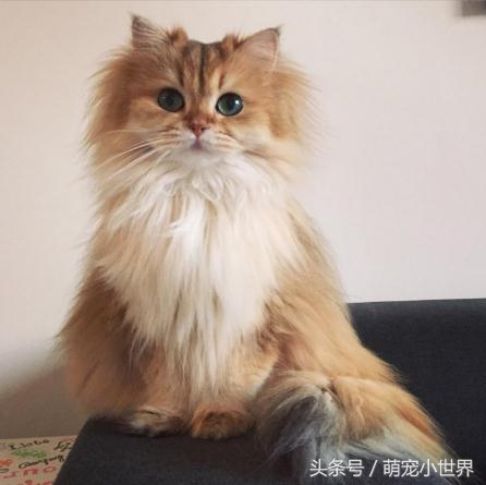 十大高颜值猫照片,唯一一张最可爱猫咪图片