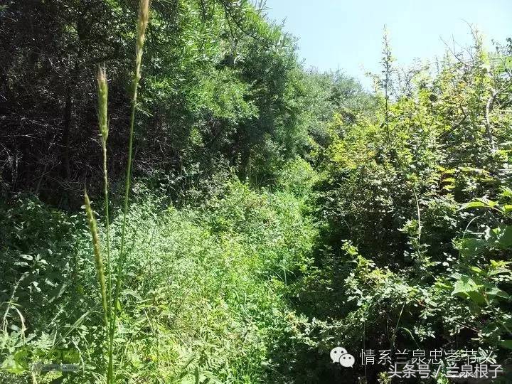 兰州深沟掌景区,西固深沟掌