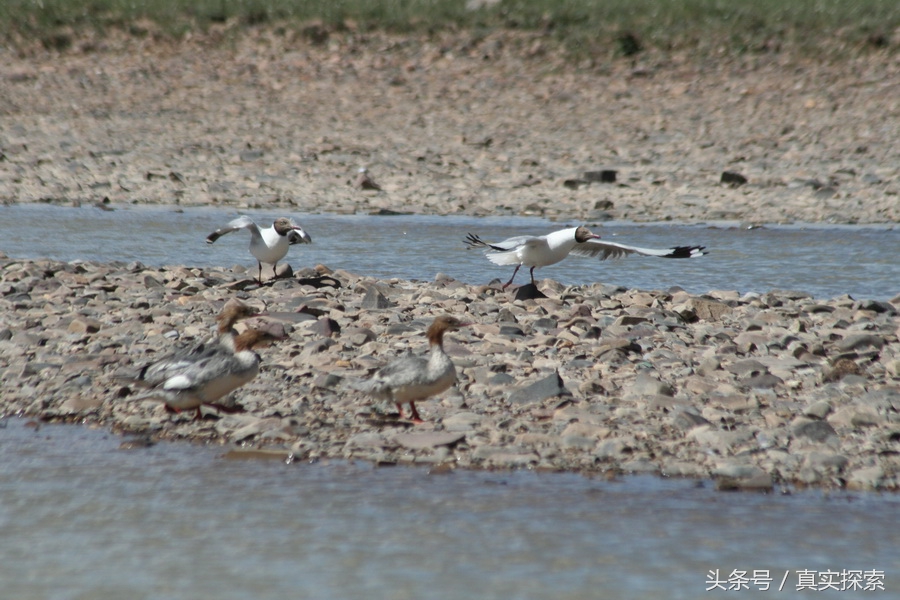 荒野求生秘籍完整版,荒野自救教程