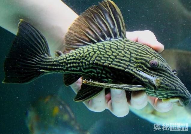 24k黄金达摩野生和人工的区别,24k黄金达摩真的有黄金吗