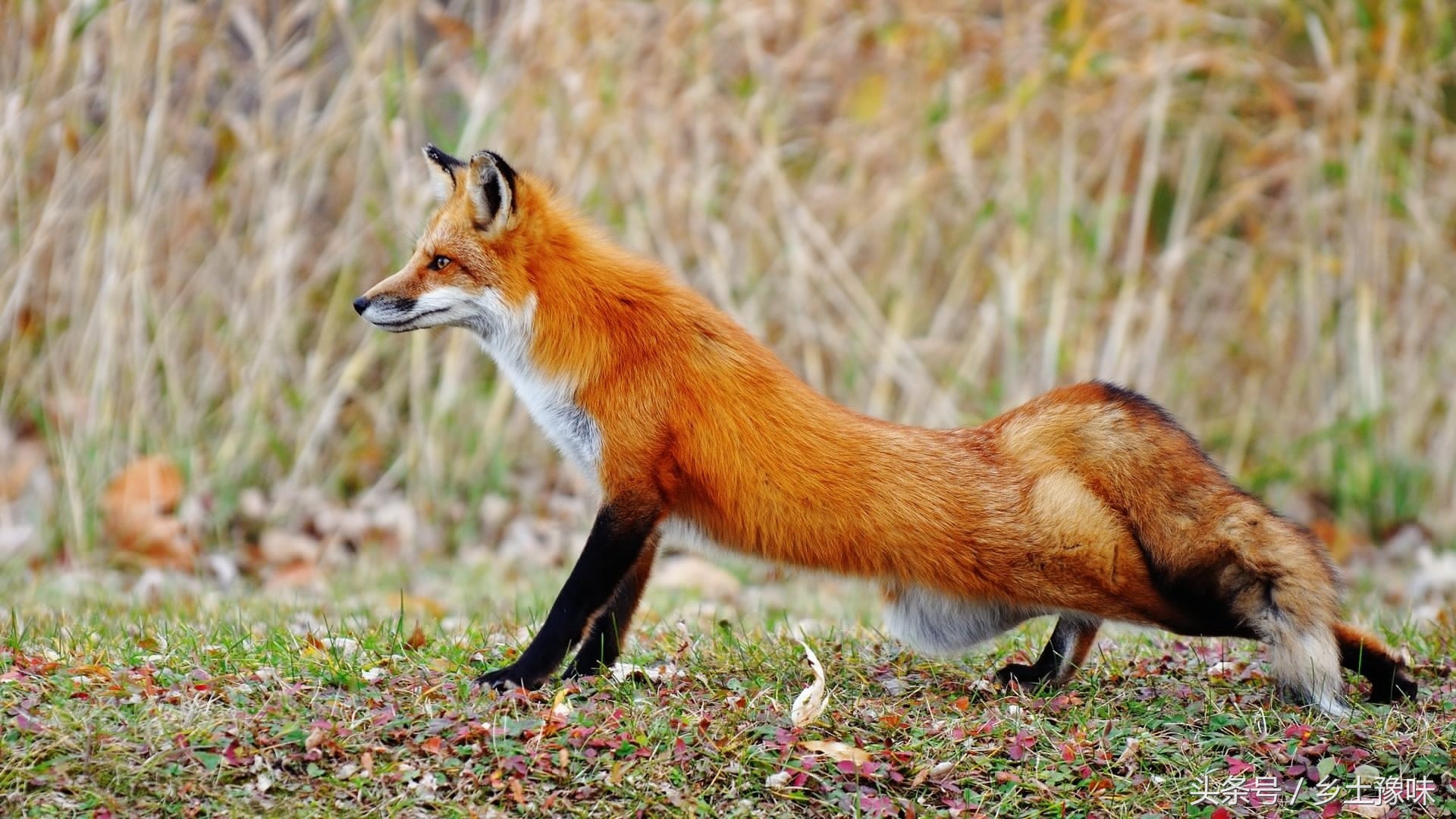 农村老母鸡下了铁蛋，得赶紧扔掉，不然会有厄运！