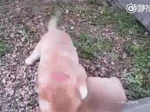 现在的汽车轮胎也会得肿瘤了吗？